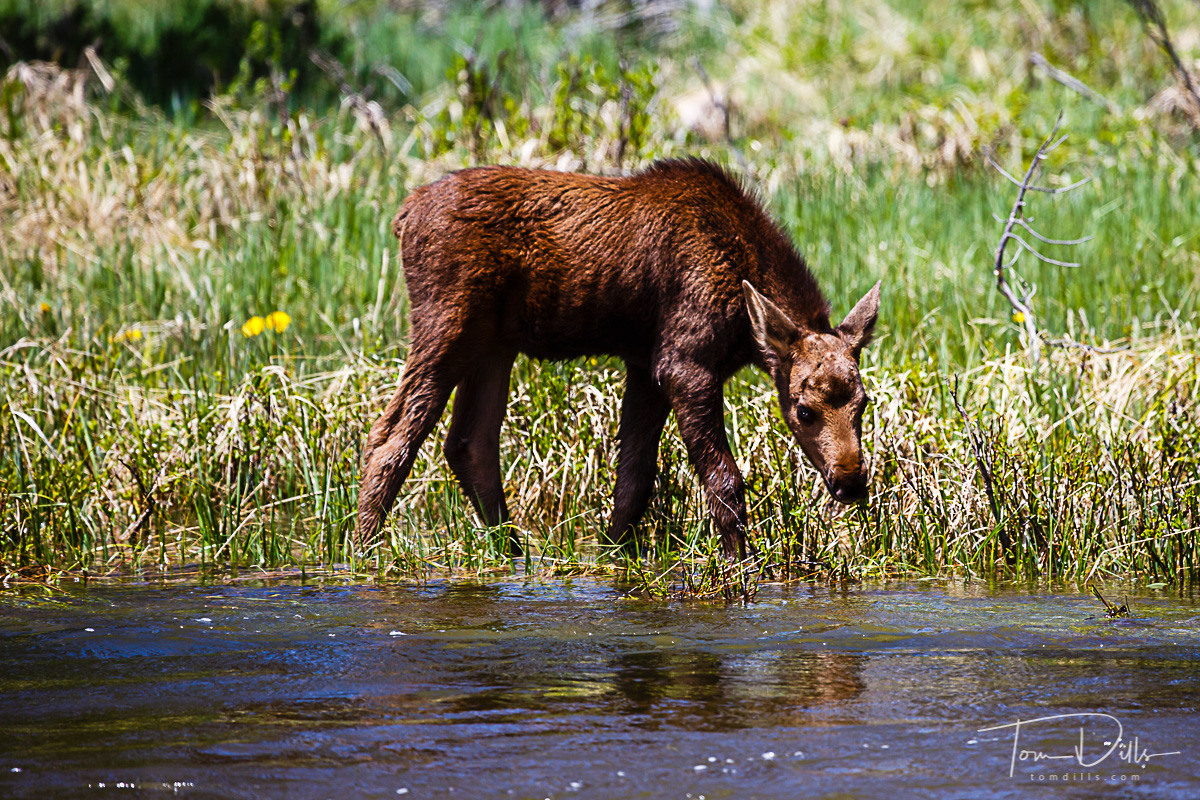 Moose along Trail Ridge Road in Rocky Mountains National Park, Colorado