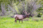 Elk along Trail Ridge Road in Rocky Mountains National Park, Colorado