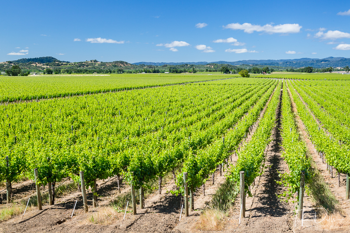 Vineyards in the Alexander Valley region near Healdsburg, California