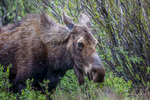 Moose along Trail Ridge Road in Rocky Mountains Naitonal Park, Colorado