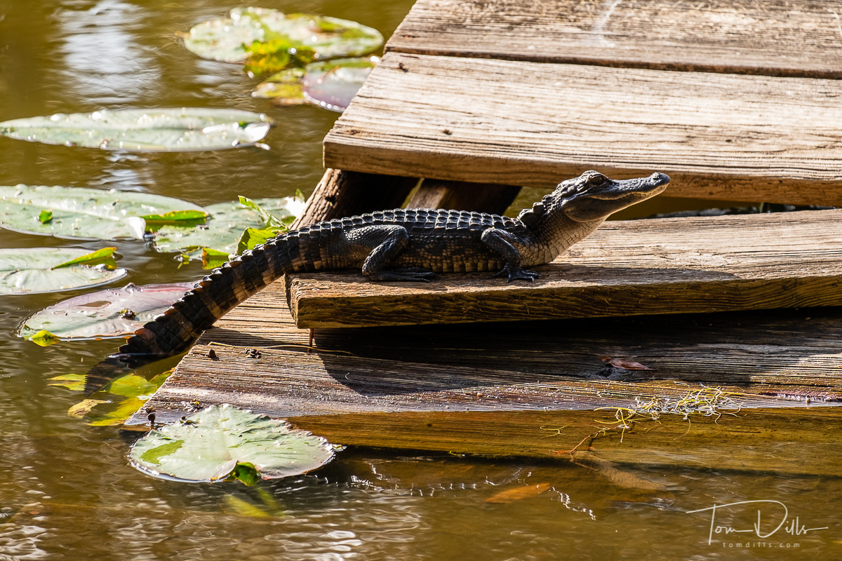 Alligator at Cherry Pocket Steak & Seafood Shak in Lake Wales, Florida