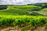 Altesino winery near Montalcino, Italy
