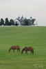 Barn and horses near Lexington Kentucky