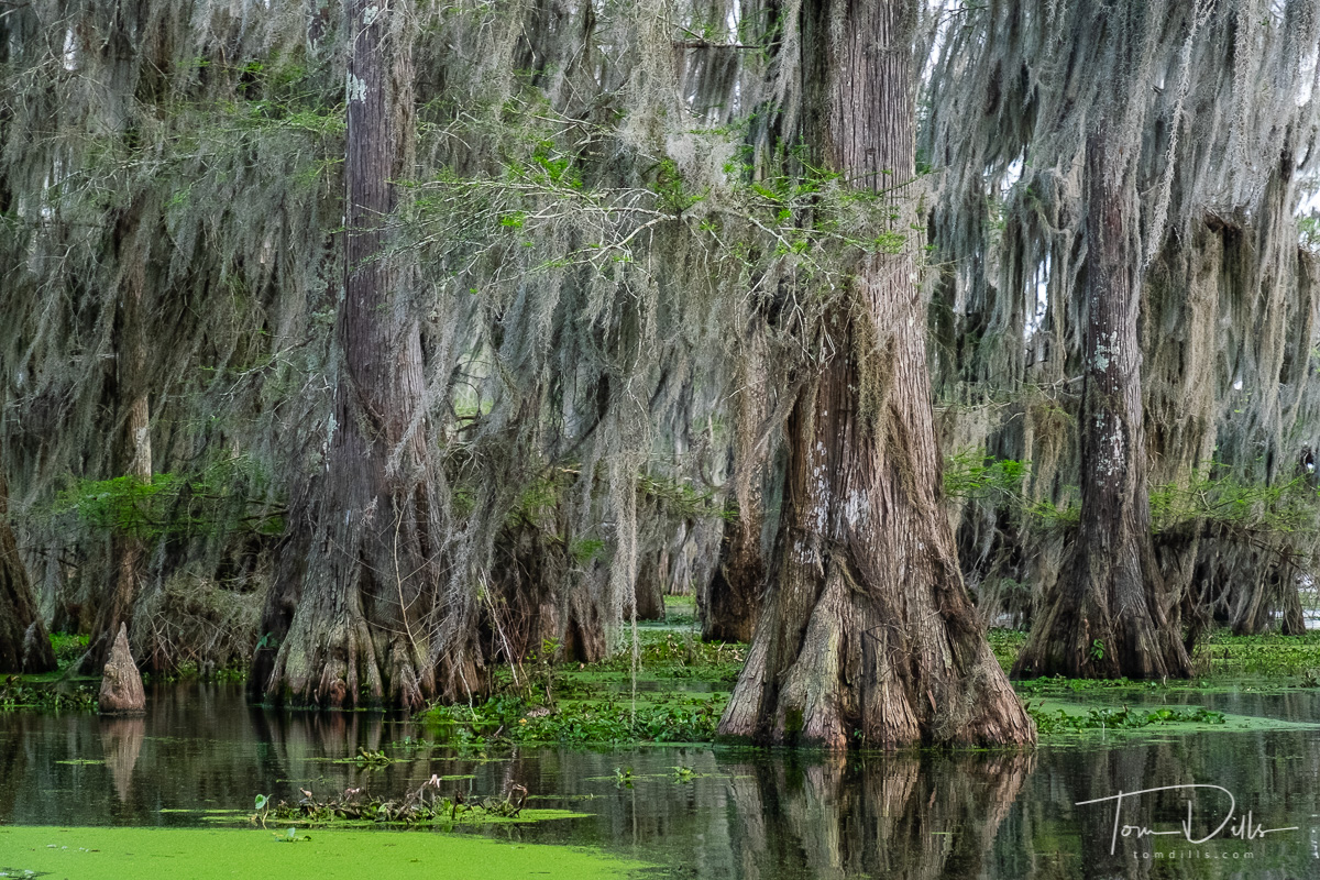 Cyprus trees on Lake Martin during our swamp tour with Cajun Country Swamp Tours