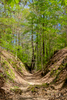 {quote}Sunken Trace{quote} portion of the old road along the Natchez Trace Parkway near Natchez, Tennessee