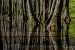 Cyprus trees at the Tupelo-Bald Cyprus Swamp on the Natchez Trace Parkway