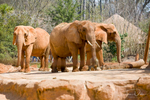 African Elephants in the Ndoki Forest section of Riverbanks Zoo, Columbia, South Carolina