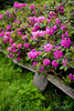Catawba Rhododendron at Carvers Gap, Roan Mountain TN
