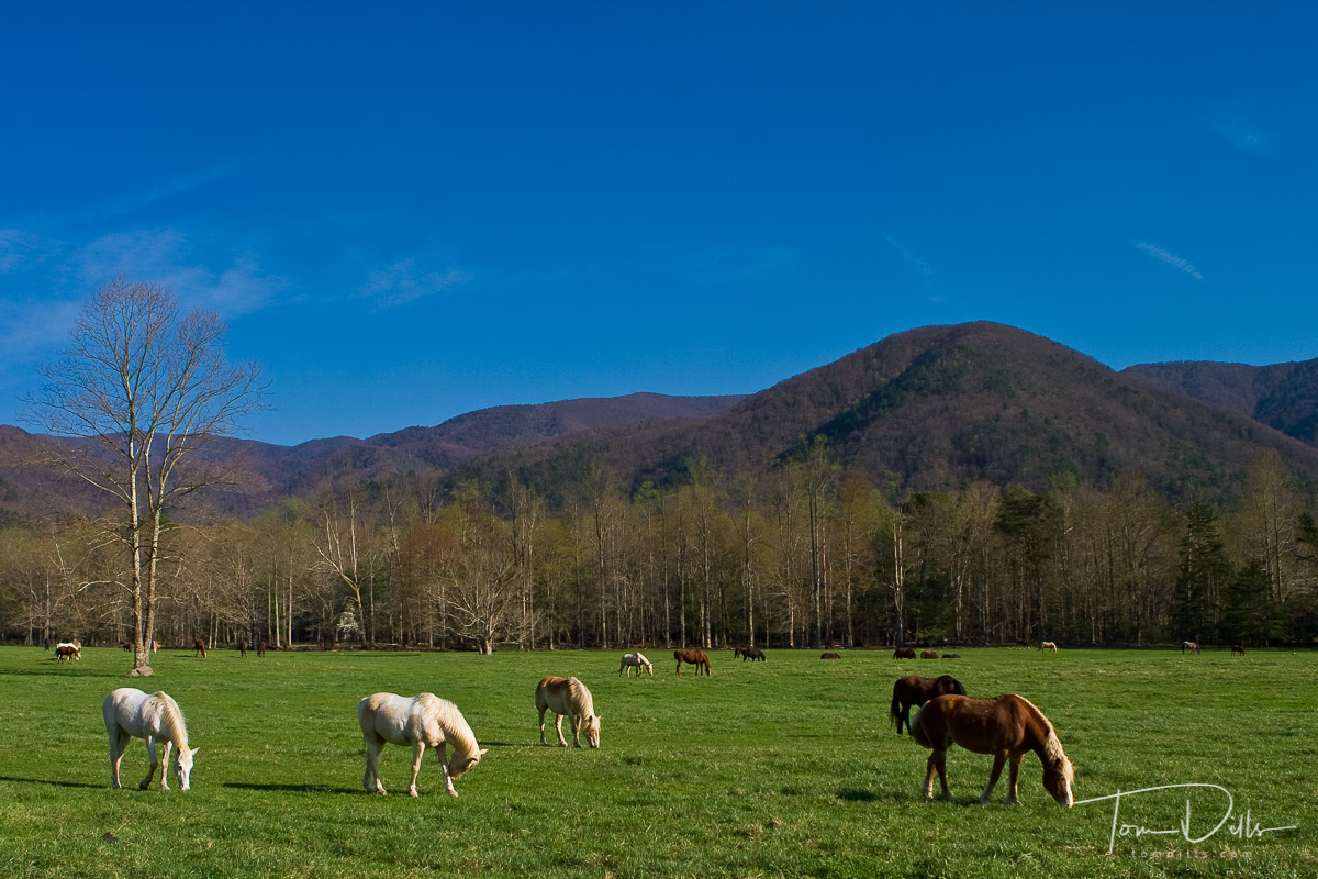 Horses grazing in pasture, Cades Cove, Great Smoky Mountains National Park