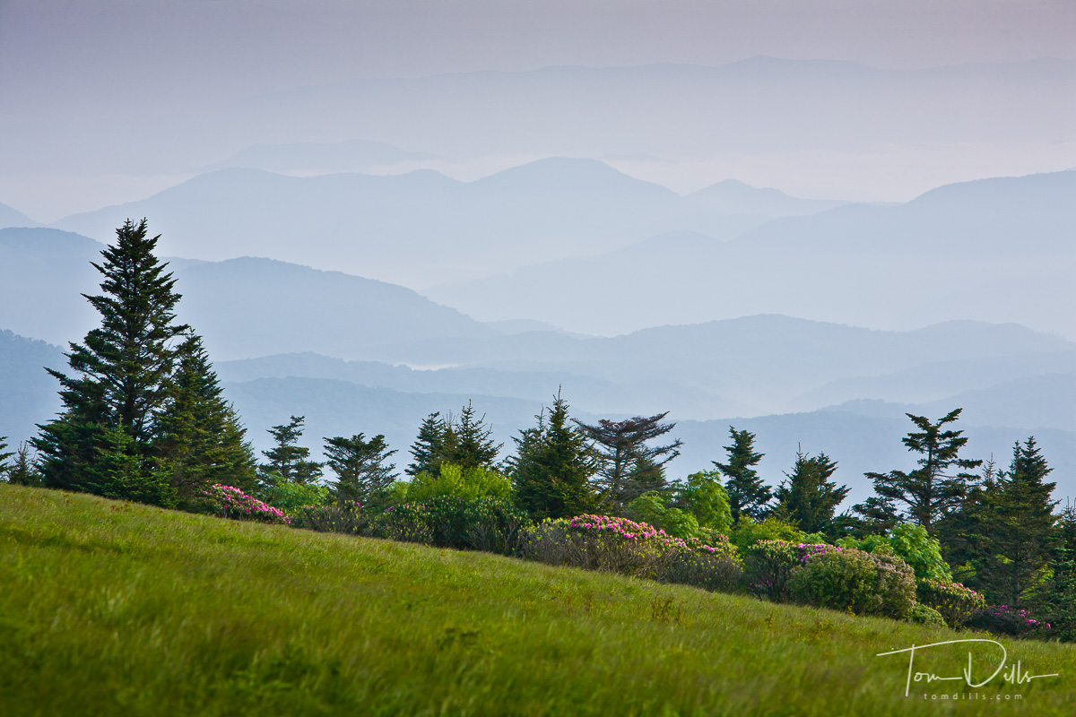 Rhododendron and mountain ridges from Round Bald, Roan Mountain, Tennessee