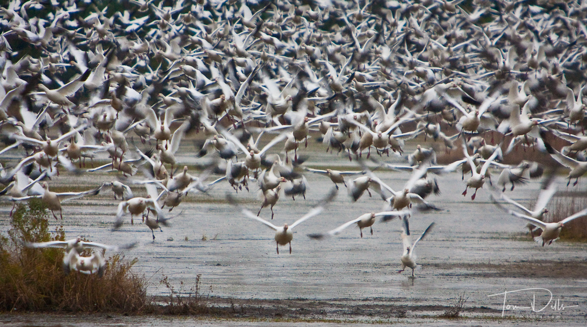 Snow Geese blast-off at Chincoteague National Wildlife Refuge, Virginia