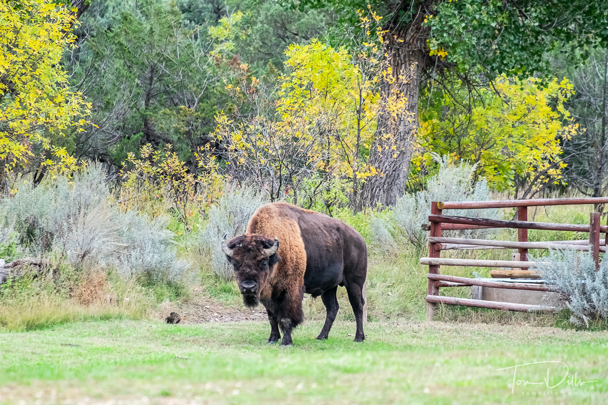 Bison at Theodore Roosevelt National Park, North Dakota