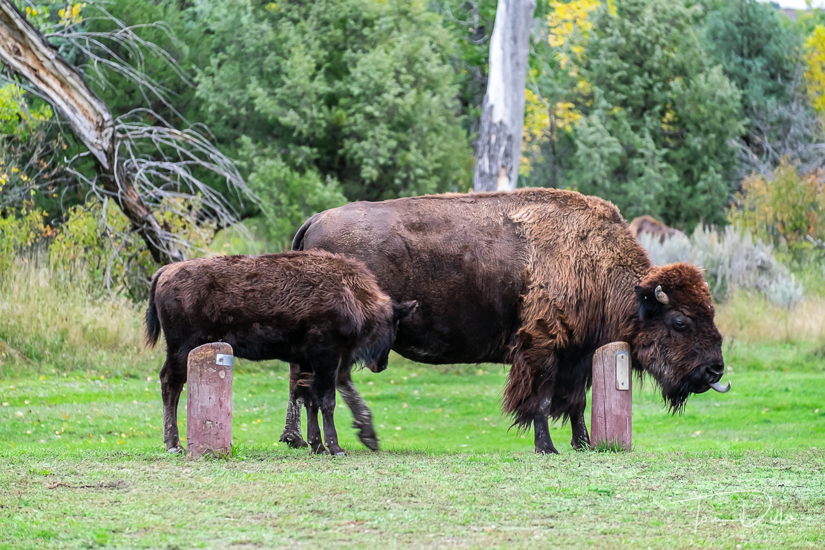 Bison at Theodore Roosevelt National Park, North Dakota