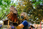 Flight demonstration with Phoenix the Red-tailed Hawk  at the World Center for Birds of Prey in Boise, Idaho