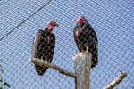 California Condors at the World Center for Birds of Prey in Boise, Idaho