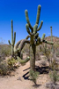 Saguaro National Park near Tucson, Arizona