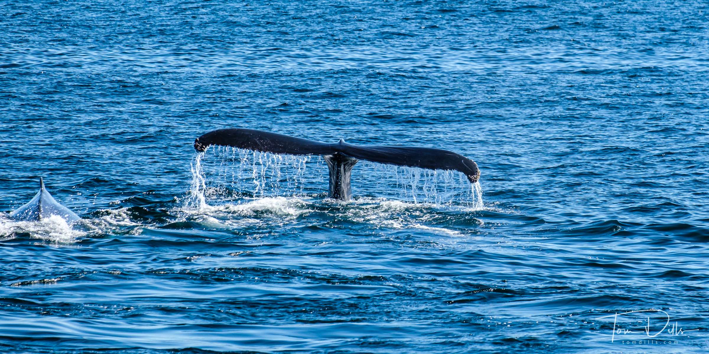 Humpback Whale seen on our Whale Watch Cruise with Cape Ann Whale Watch in Gloucester, Massachusetts