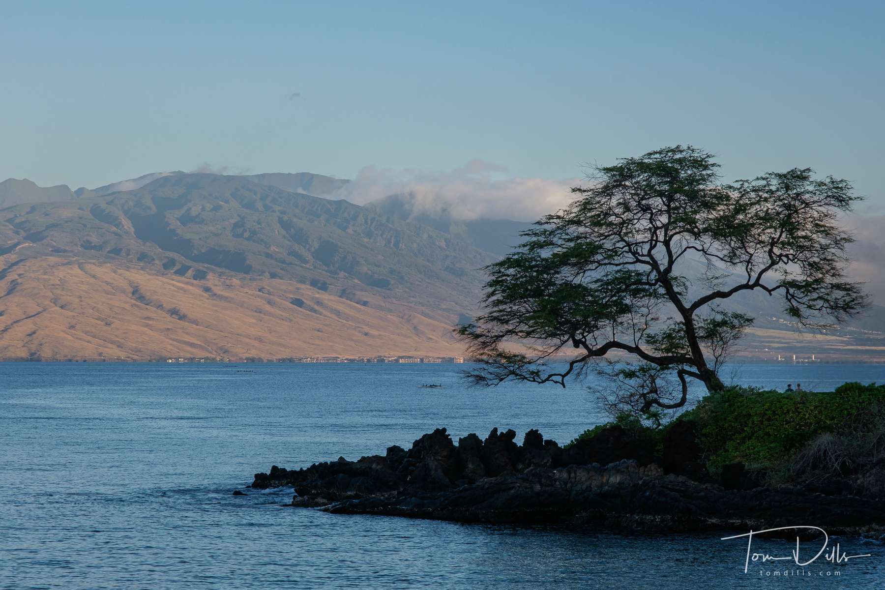 Solitary tree along the Wailea Beach Path. Wailea, Maui, Hawaii