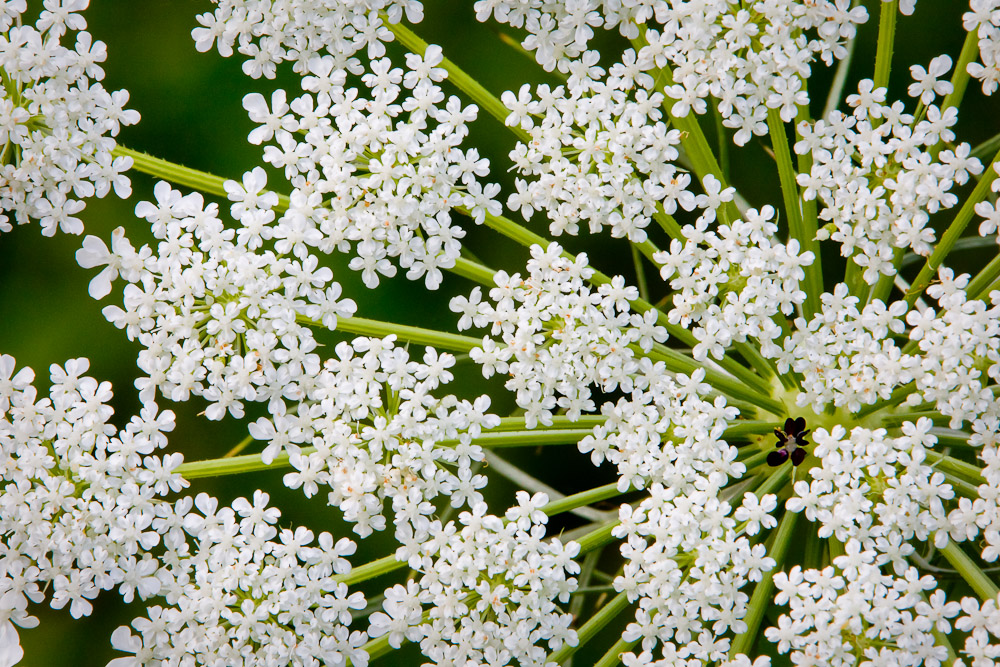 Queen Anne's Lace on the Torrence Creek Greenway in Huntersville, NC