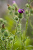 Thistle and bumble bee, Torrence Creek Greenway, Huntersville, NC