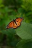 Butterfly in summer, Torrence Creek Greenway, Huntersville, North Carolina