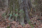 Old tree, Torrence Creek Greenway, Huntersville, North Carolina