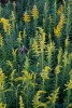 Purple and yellow flowers, Torrence Creek Greenway, Huntersville, North Carolina