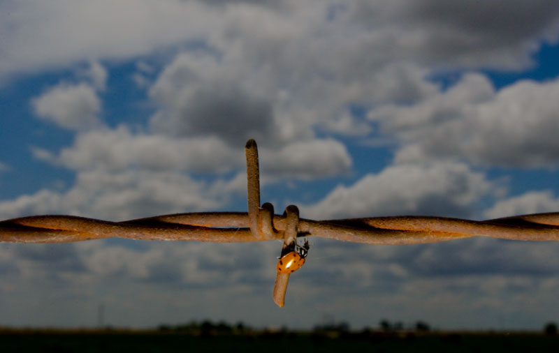 A ladybug crawls along a fence at the Flying U Rodeo near Forty Mile Road and Highway 65 in Wheatland.