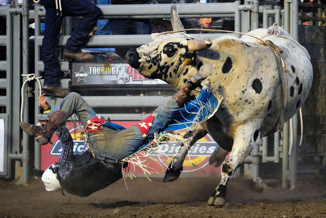 Bo Bacigalupi of Oakdale, California, gets flung off his ride for a no score during Wednesday's Professional Bull Riding event at the Salinas Sports Complex. 
