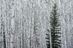 Photographed in late autumn in softly falling snow, a solitary spruce is set against a sea of aspen. The Boreal Forest of northern Canada is perhaps the best and largest example of a largely intact forest ecosystem. Canada's Boreal Forest alone stores an amount of carbon equal to ten times the total annual global emissions from all fossil fuel consumption.