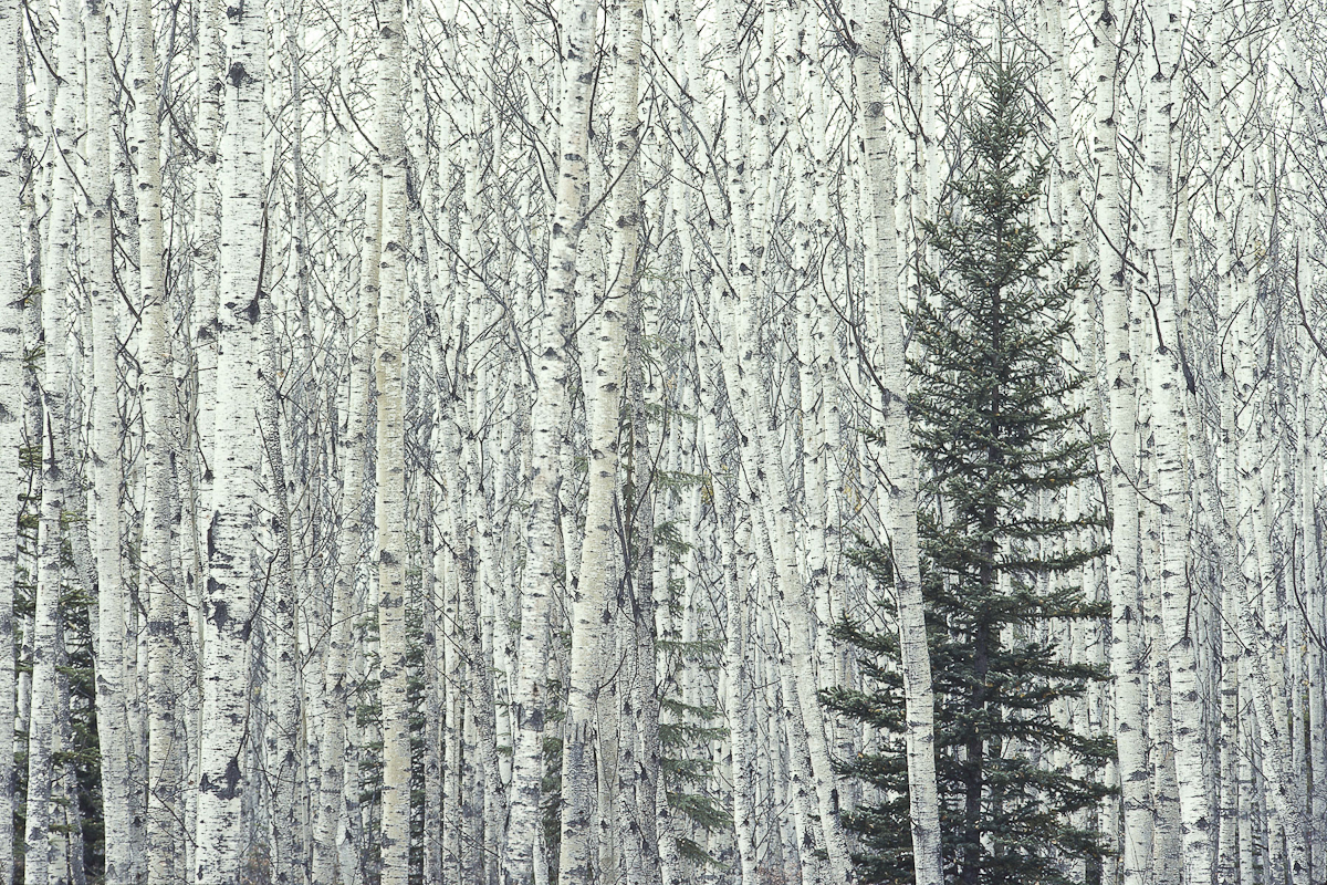 The boreal forest of northern Canada is perhaps the best and largest example of a largely intact forest ecosystem. Canada's boreal forest alone stores an amount of carbon equal to ten times the total annual global emissions from all fossil fuel consumption.Exhibition print: 40{quote}x60{quote} archival pigment print on Hahnemuhle bamboo, bonded to aluminum.
