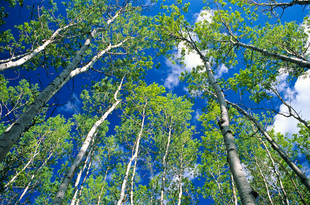 Spring Boreal Forest, Northern Saskatchewan.  This boreal forest in Saskatchewan near Prince Albert is the border between the boreal region and the more southerly agricultural region. Massive agriculture has all but destroyed the grassland ecosystem to the south, and industrial logging now increasingly threatens the boreal forests to the north.                                    Copyright Garth Lenz. Contact: lenz@islandnet.com www.garthlenz.com