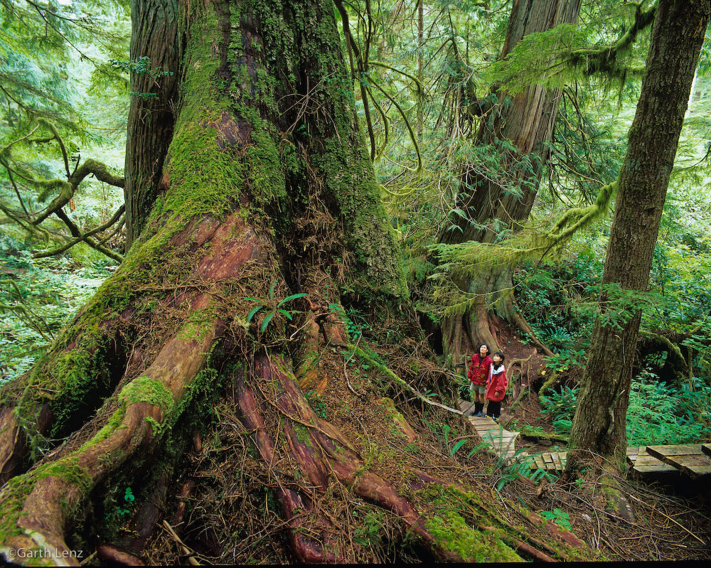 Old Growth Temperate Rainforest,Meares Island, Clayoquot Sound,Vancouver Island,British Columbia.First Nations, with support from local environmentalists, first blockaded on Meares Island in Clayoquot Sound in the mid 80's. A series of blockades followed throughout Clayoquot Sound, culminating in 1993 wuth the largest civil disobedience action in Canadian history. Almost 1000 people were arrested, charged with criminal contempt, and sentenced up to three months in prison.