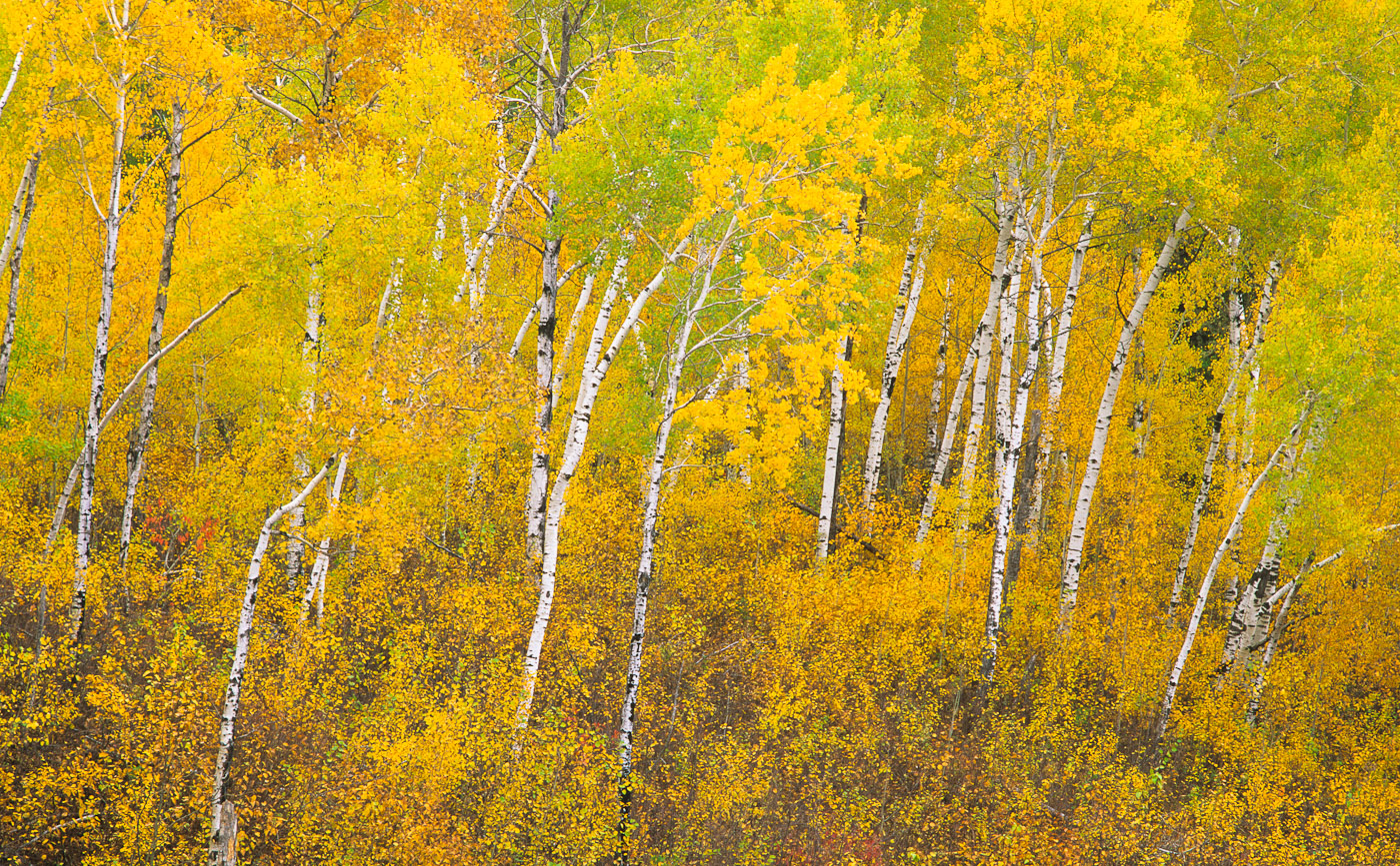 A section of boreal forest in Autumn near the indigenous community of Poplar River. The Natural Resource Defense Council and others are proposing Unesco World Heritage status for this region.Exhibition print:  40{quote}x60{quote} archival pigment print on Hahnemuhle bamboo, bonded to aluminum.