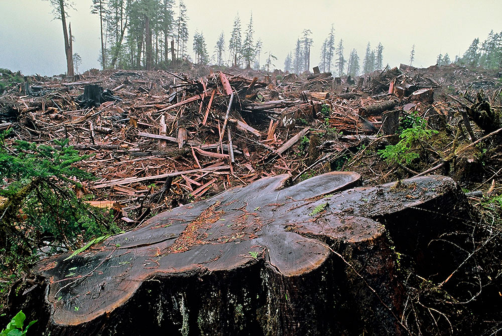 CSA certified logging by Weyerhaeuser.Walbran Valley, Vancouver Island,B.C., Canada.In an effort to counter educational campaigns directed at changing the market for the procurement of clearcut forest products, forest industry groups have come up with {quote}certification{quote} systems to convince customers they are logging responsibly. 