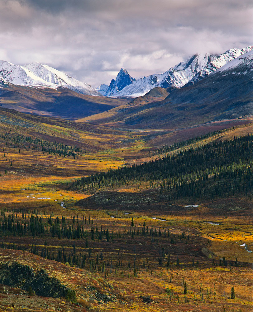The Tombstone Valley in the Northern Yukon. This is a portion of the winter range of the Porcupine Caribou herd. Although not nearly as well know as the breeding grounds in ANWR this area to is also threatened ny the possibility of mining and pipeline development.