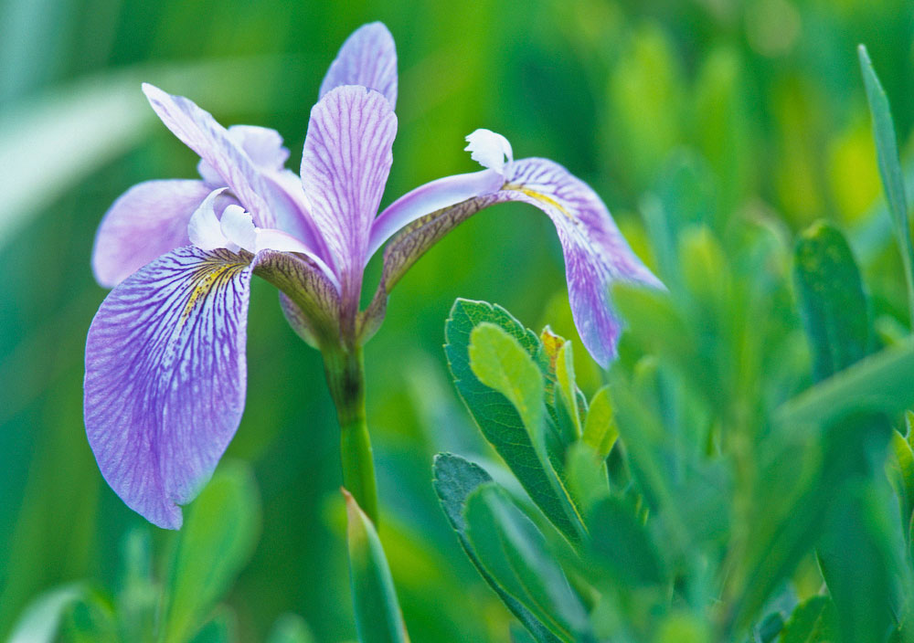 Wild Iris, St. Fulgence Wetlands, northern Quebec.