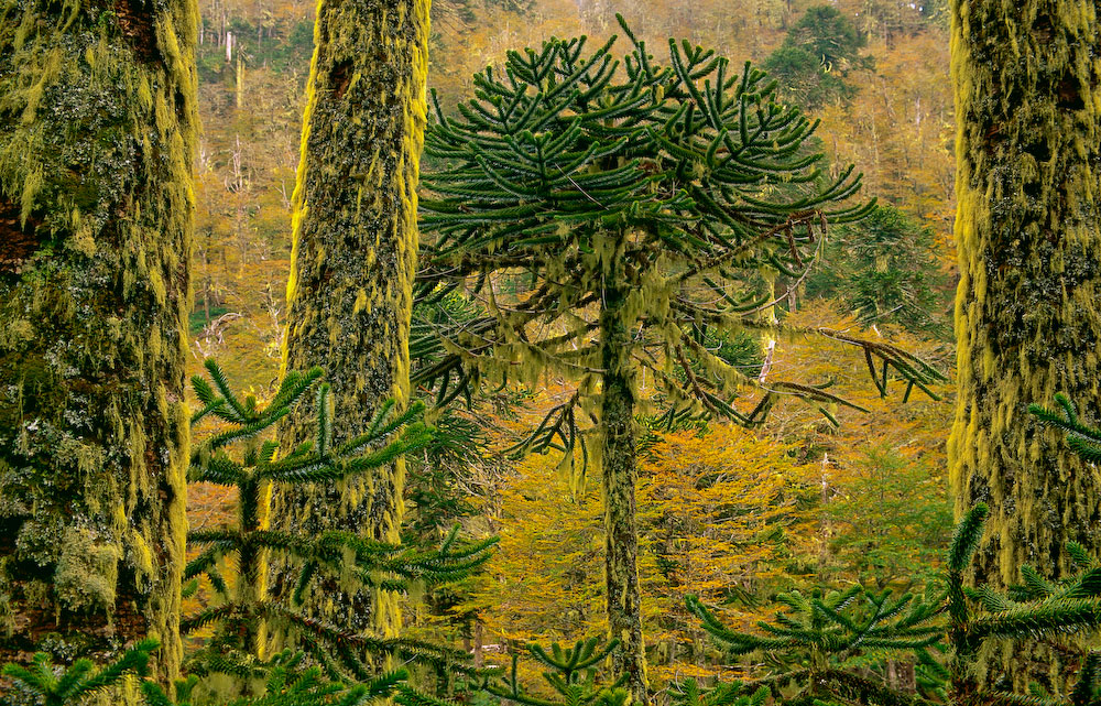 This Araucaria Forest is located in the Cani Sanctuary in the Northern Portion of Chilean Patagonia near the town of Pucon.