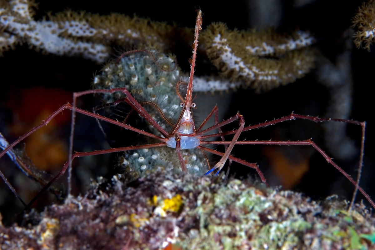 Arrow Crabs are on nearly every reef in Bonaire.  I took dozens of shots of them, but this is the most charming of them.