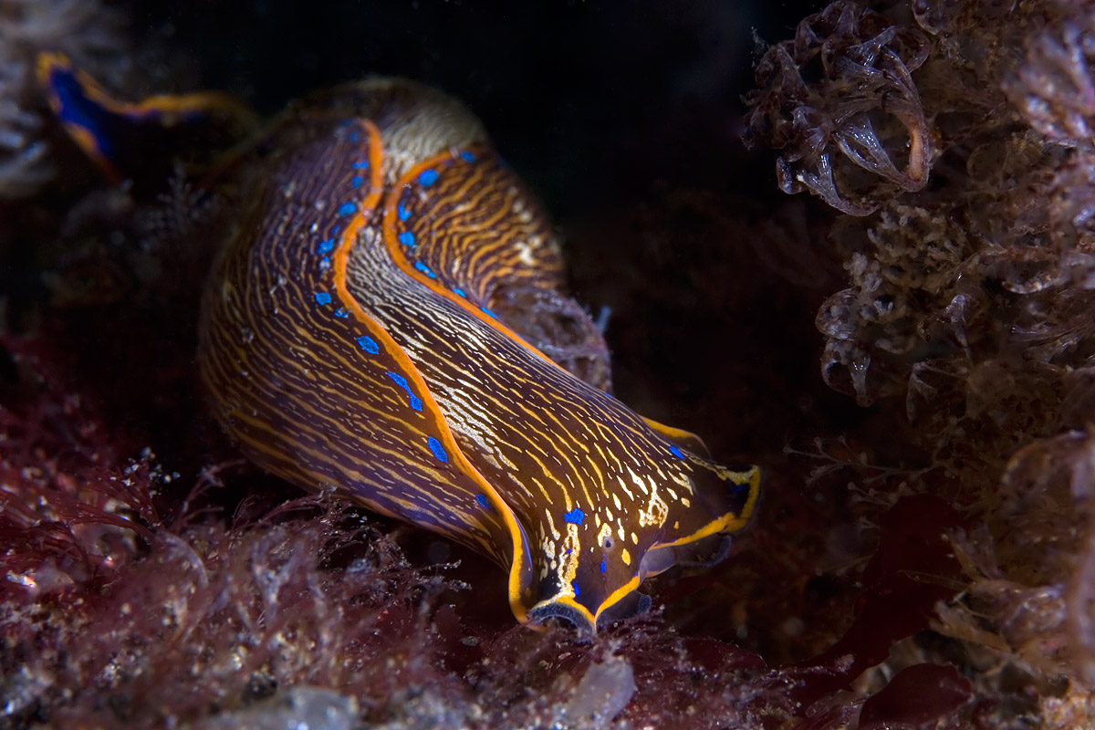 Nudibranch hunters, following the slime trails of their prey.
