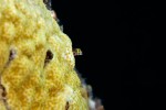 In about 9 feet of water, near the top of one of the pier pilings, a Blenny pokes out of his coral home to feed on passing specs.