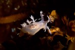 This unidentified species of Dendronotus was lit from below by a very powerful dive light, making him glow from the inside.