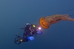 The diver lights up the bell of this large Sea Nettle with her powerful HID diving light.