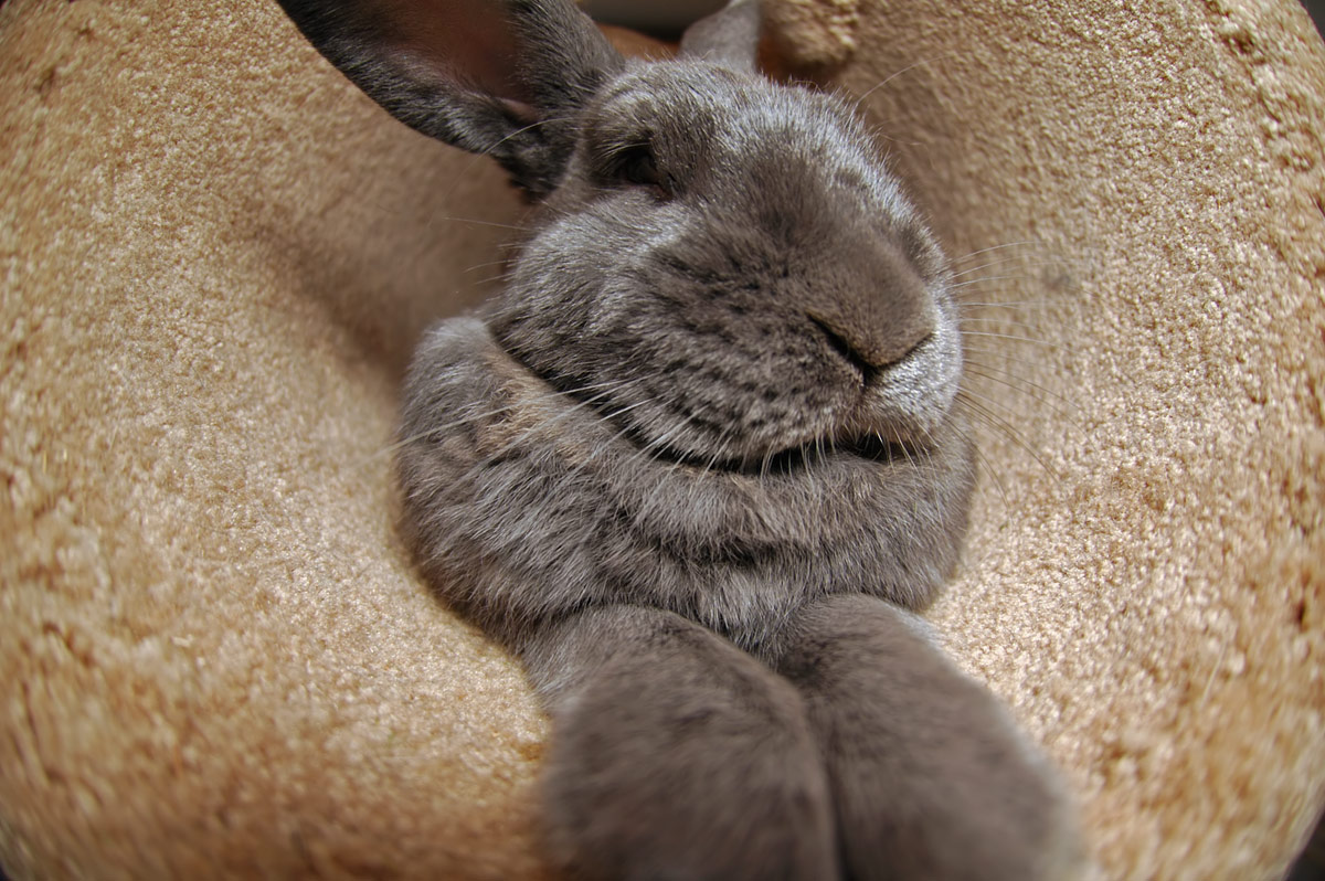 One of my rabbits in the cat furniture.