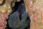 This Moray is looking out of his home, which he shares with his personal dentists - the red cleaner shrimp.