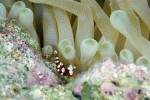 These small shrimp lived in large numbers on the white anenomes.  Sometimes I'd see 7 to 12 on one anemone.
