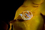 Same Nudi, just a different angle with the bright light below it.