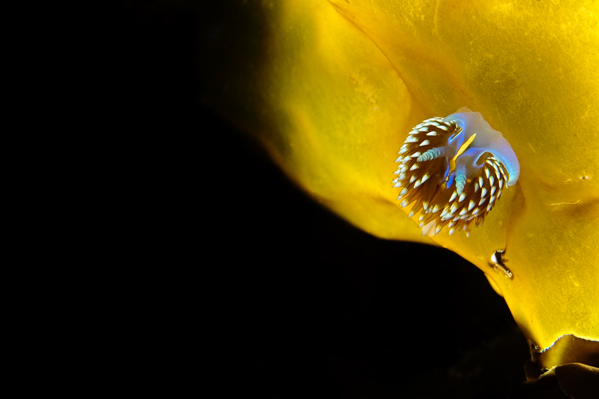 Lit from below with a 21 Watt HID dive light, the kelp and the Nudibranch glow