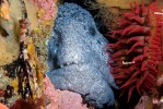 One of a pair of Wolf Eels living on Middle Reef, Point Lobos.