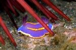This tiny blue Nudibranch was resting under a red urchin.